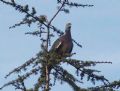Columba palumbus